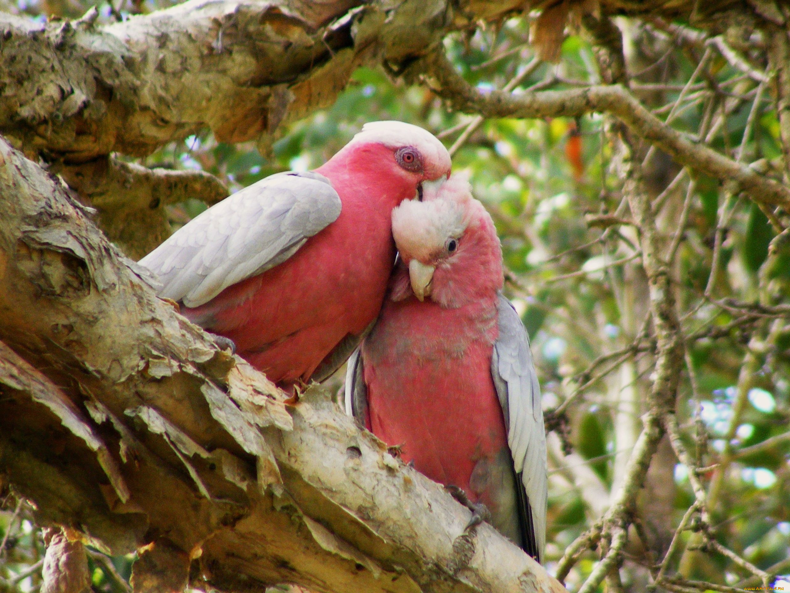 , , galahs, 